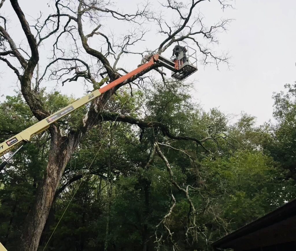 Worker in an elevated bucket lift reaching high into tree branches to trim limbs