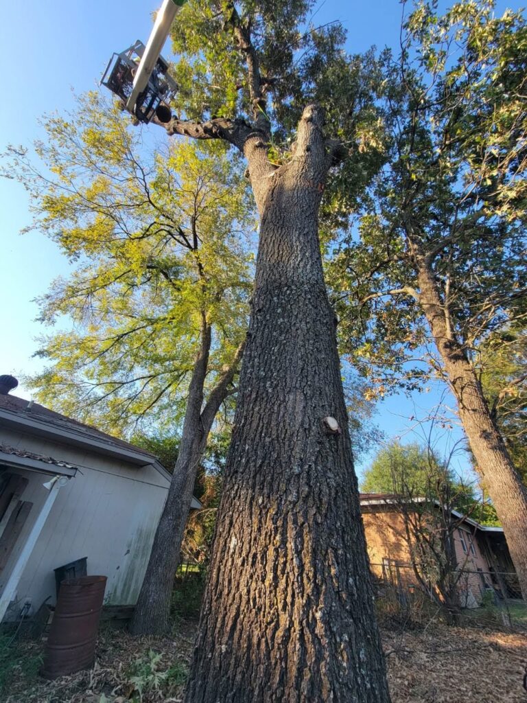 Bucket truck reaching into upper branches of a tall tree during trimming in a residential backyard